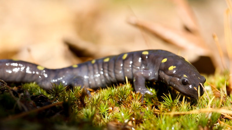 Salamandra moteada adulta. Foto: AMNH/E. Chapman